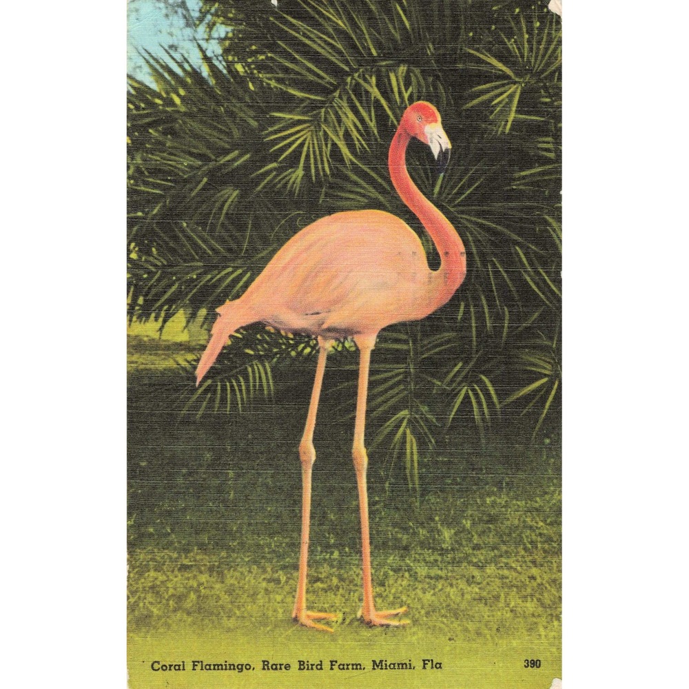 Vtg Coral Flamingo Rare Bird Farm Miami Florida Linen Postcard 390 - Picture 1 of 2